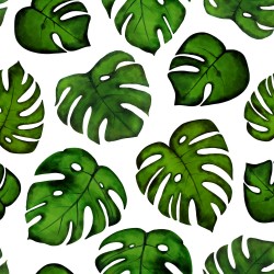 Monstera - Velké listy